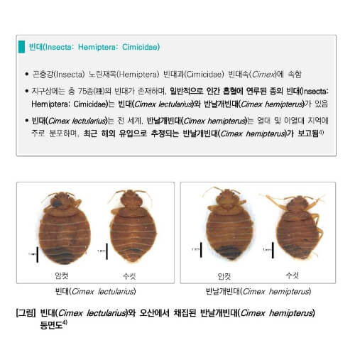 빈대 퇴치법