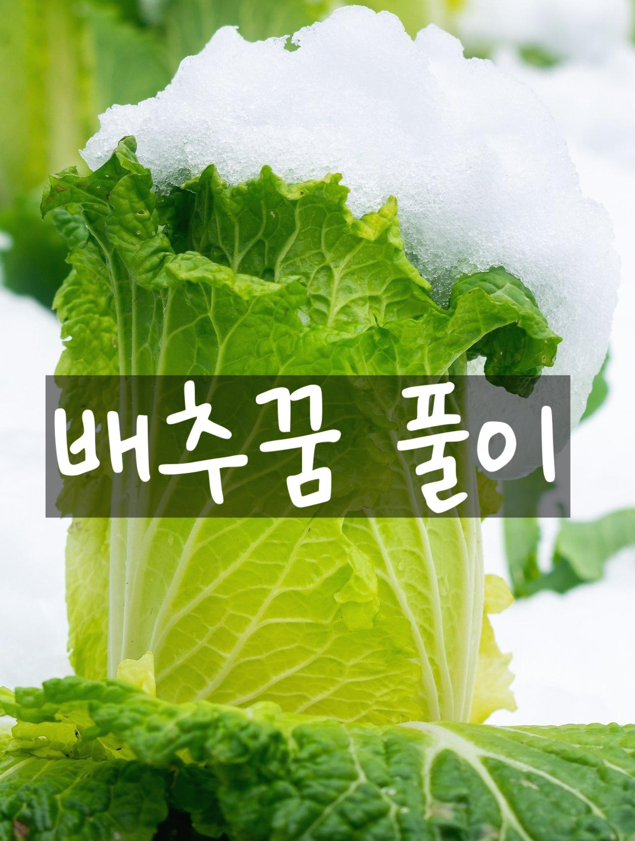 [간단한 해몽] 배추꿈 : 배추태몽, 절임배추꿈, 배추먹는꿈, 양배추꿈