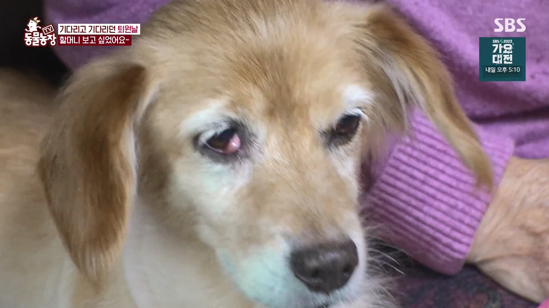 TV 동물농장.E1151.231224p-NEXT.mp4_20231224_154148.251.jpg