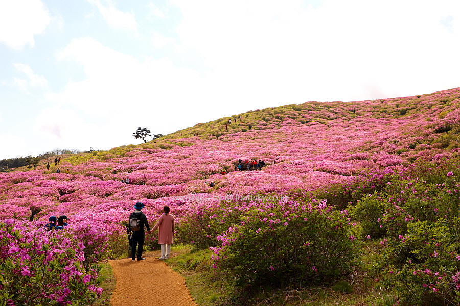  5월 황매산 철쭉  개화시기 화려함의 극치 주차장 등산코스