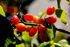 산수유 효능 10가지|부작용 1