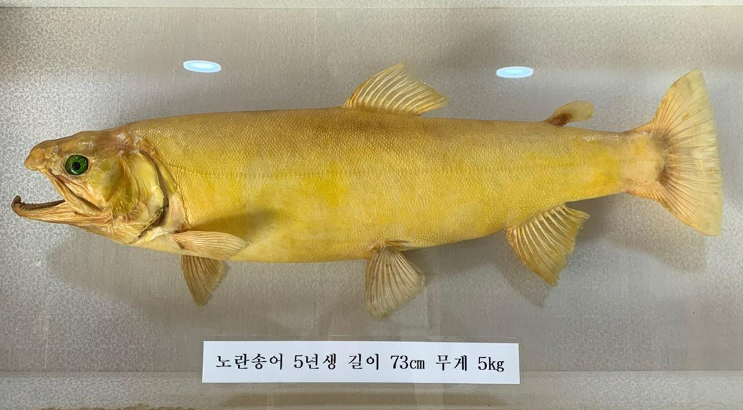 평창 대박 맛집 송어의 집 모습(5)