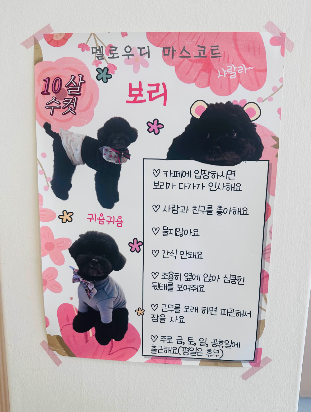 멜로우디 마스코트 보리