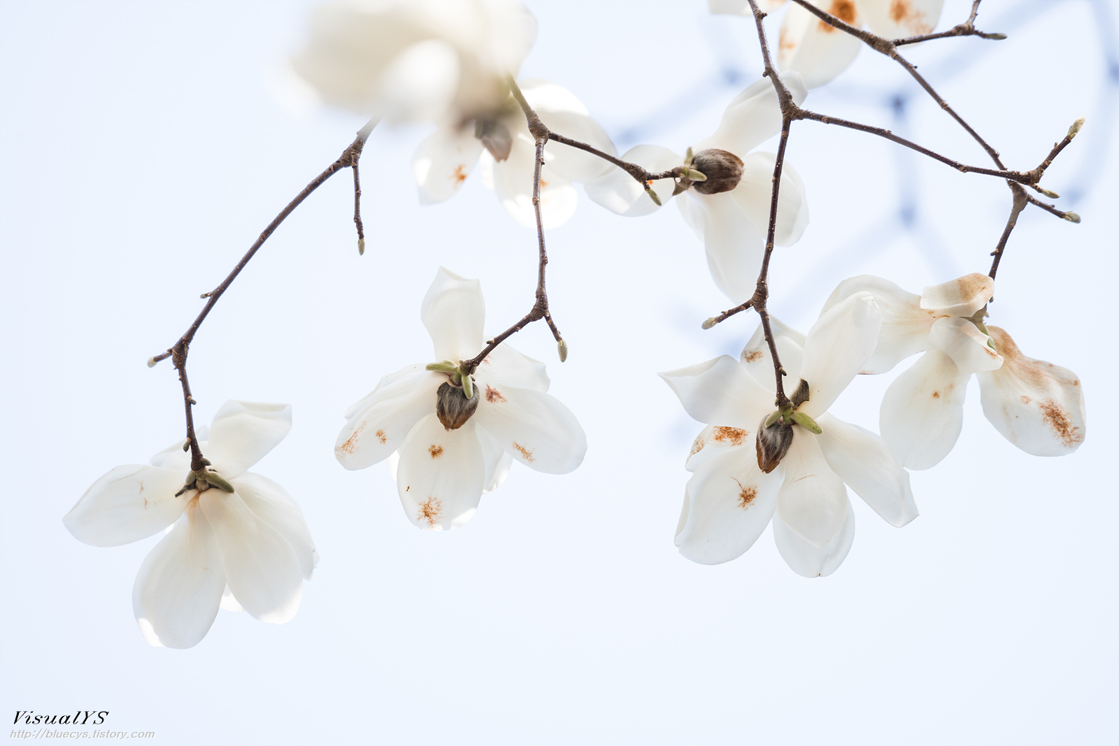 화려한 목련.. 17