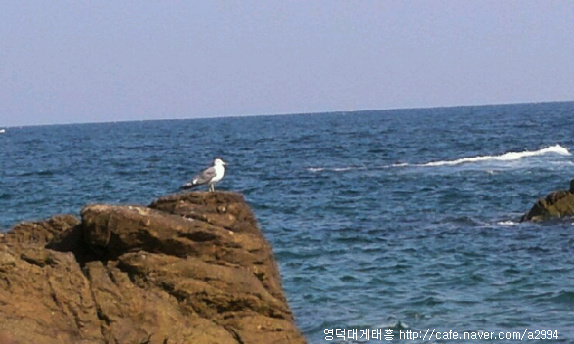 차유 이미지
