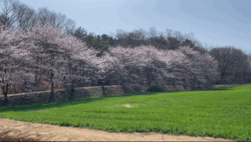 당진 카페 피어라 - 벚꽃이 만개한 청보리밭 영상