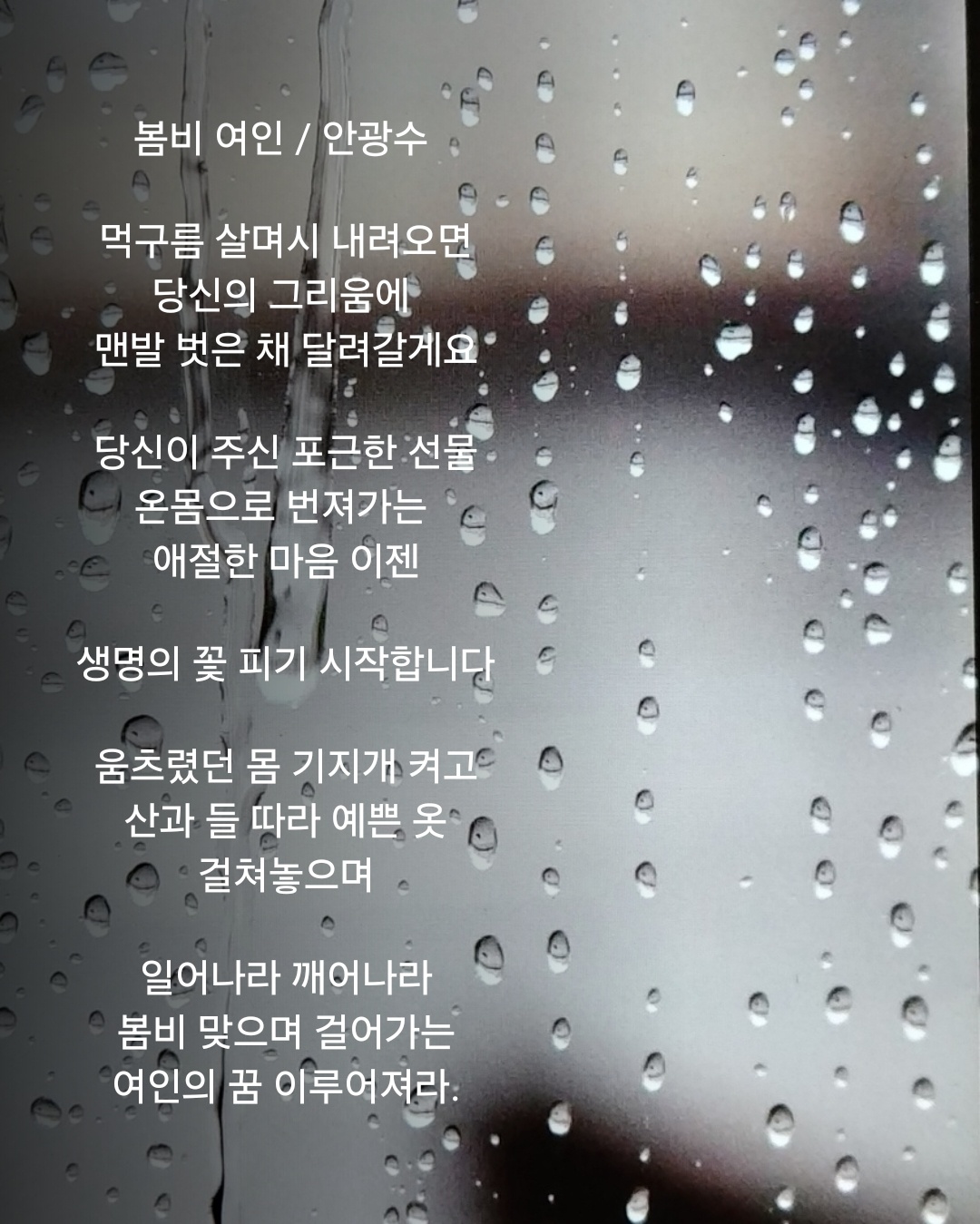 봄비 이미지