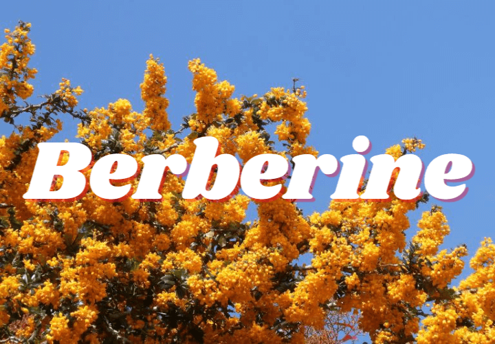 Berberine