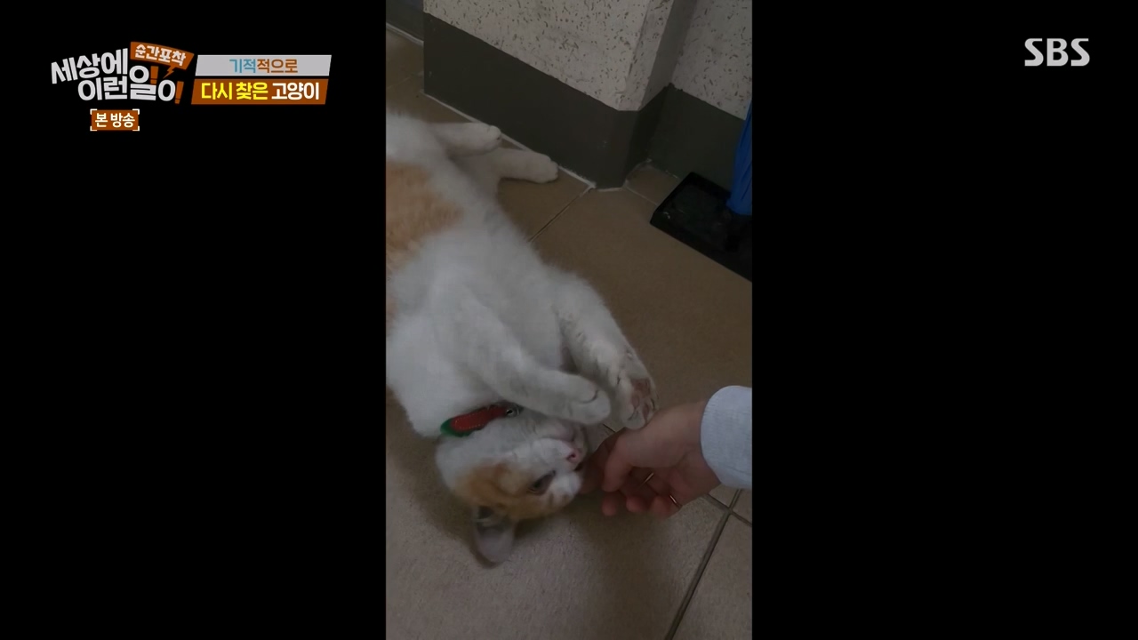 순간포착 세상에 이런일이.E1268.240310p-NEXT.mp4_20240310_132545.933.jpg