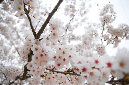 단풍나무 벚꽃나무 은행나무