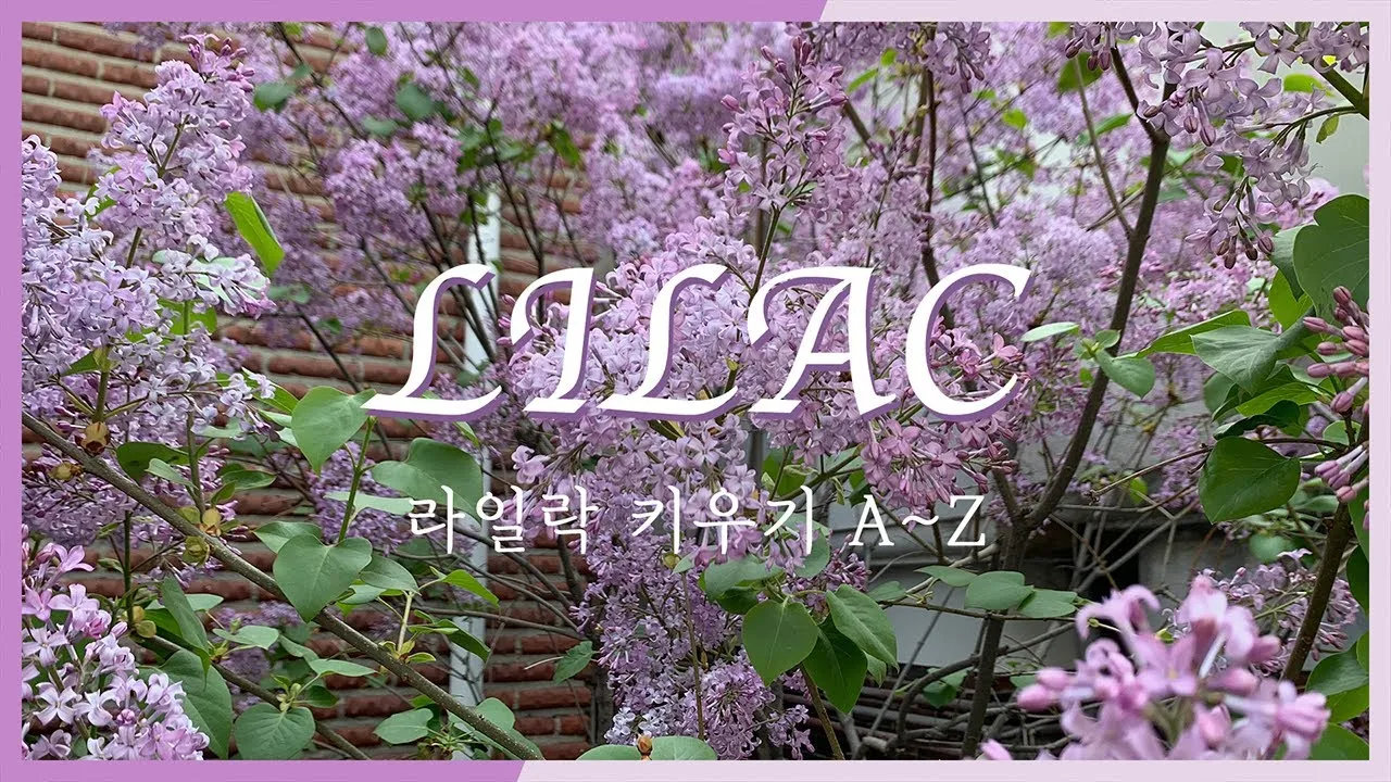 라일락 꽃말 사랑상징_8