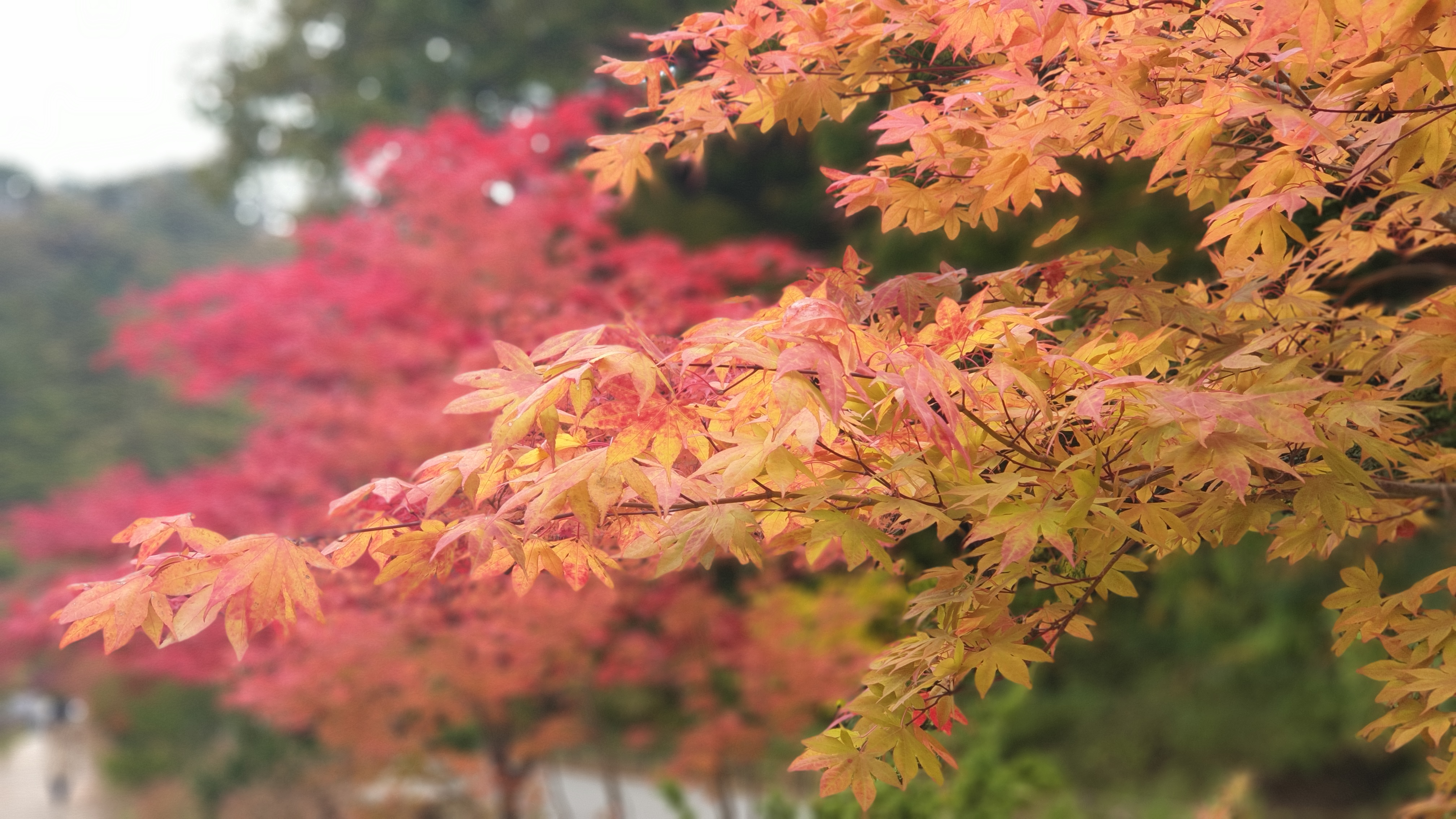 오대산 단풍