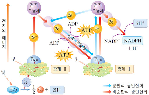 광합성-명반응-과정
