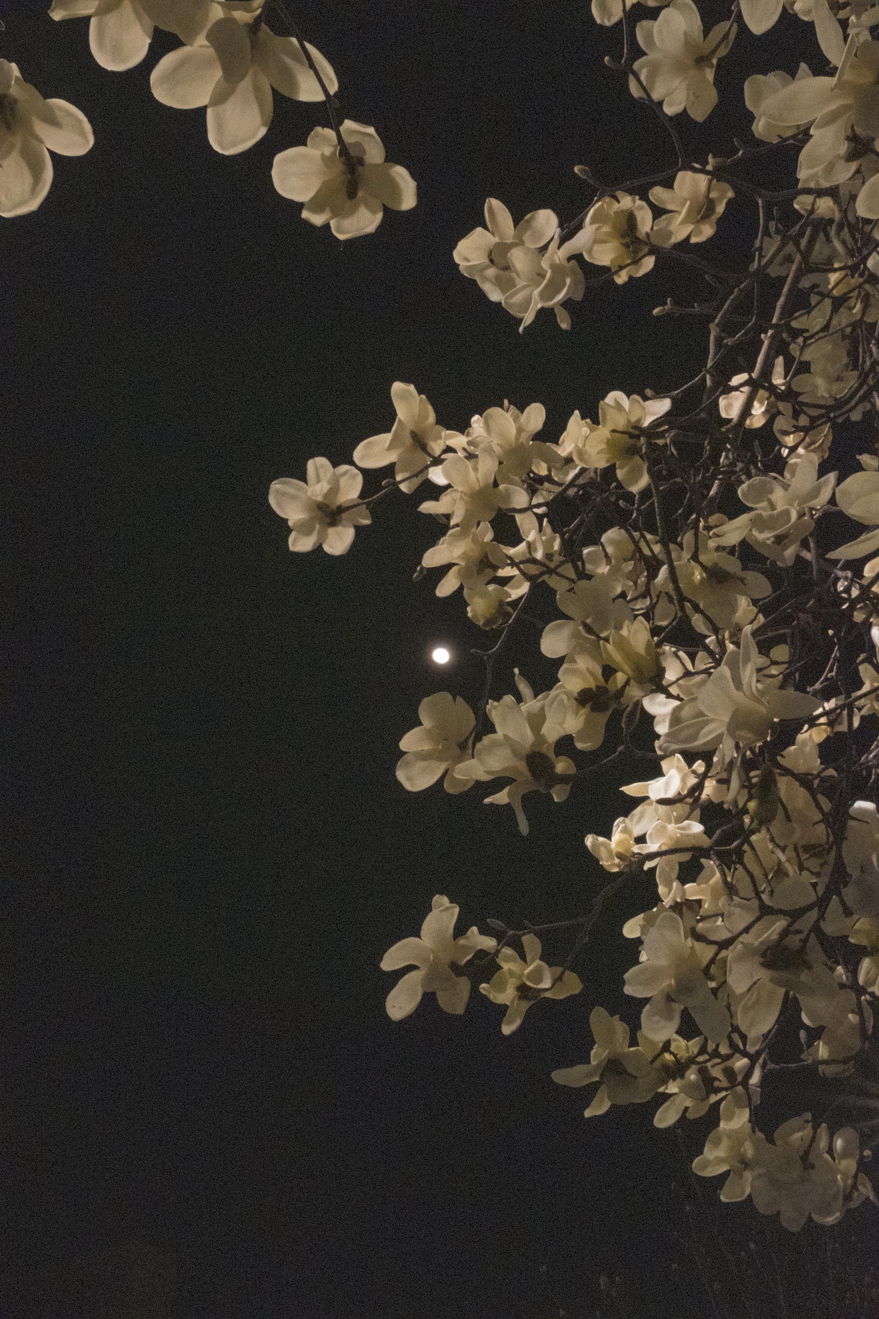 Magnolia and Moon