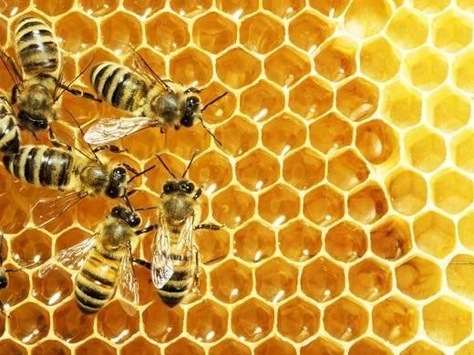 꿀벌-활동-사진