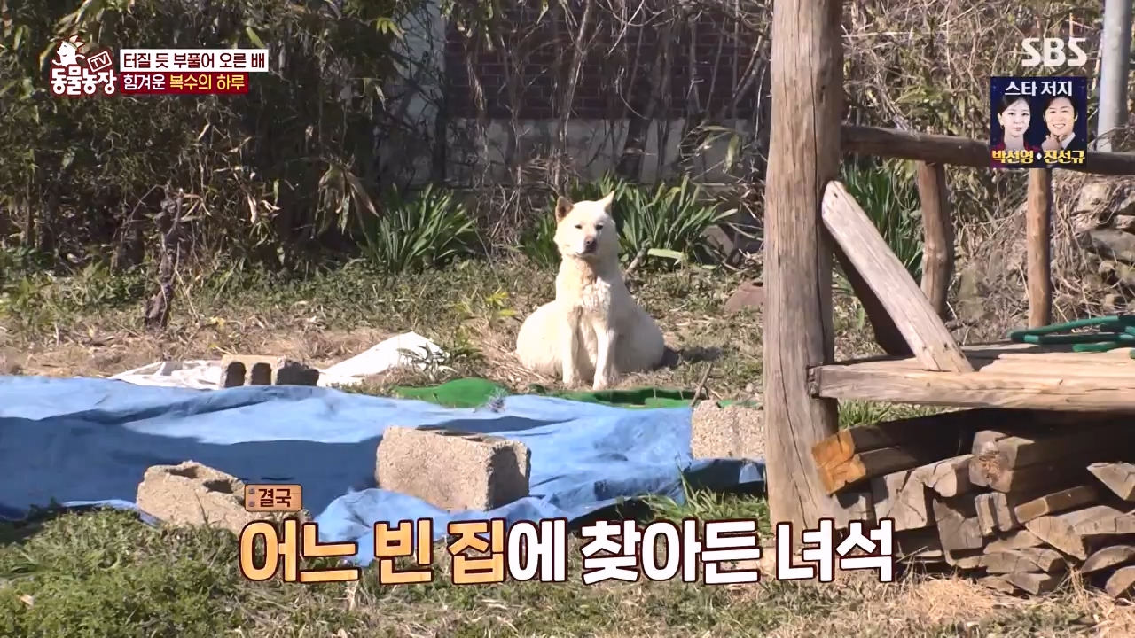 TV 동물농장.E1173.240527p-NEXT.mp4_20240526_155723.179.jpg