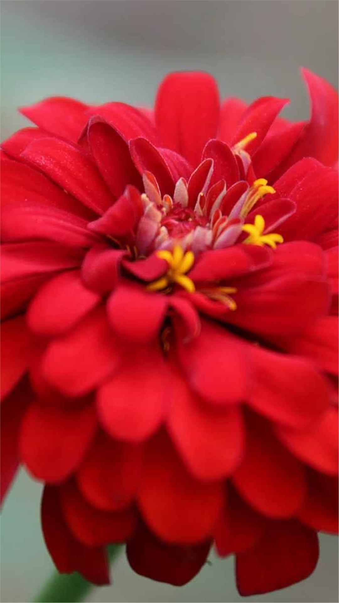 Zinnia Flower iPhone Wallpaper