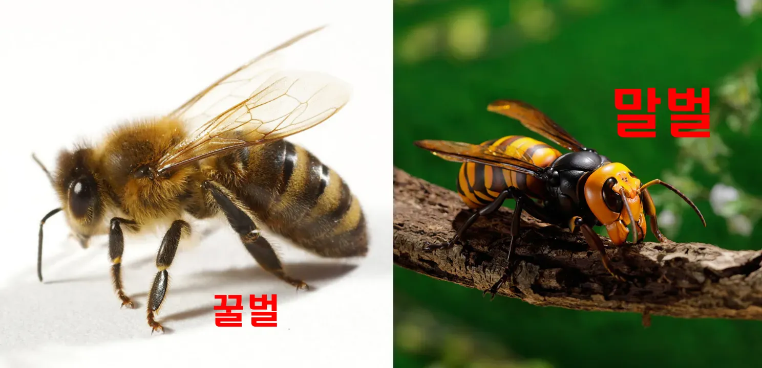 꿀벌과 말벌 비교사진