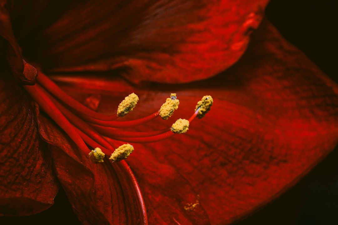 Pollen