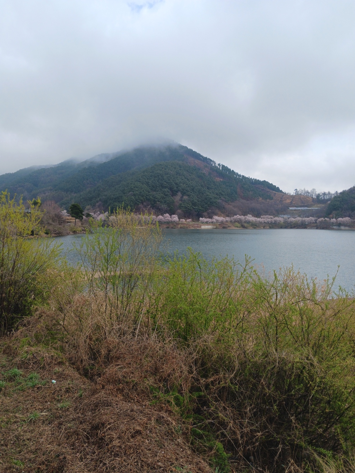 합천호_백리벚꽃길