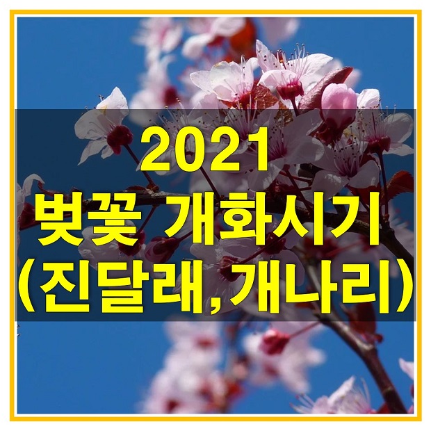  2021 벚꽃 개화시기, 개나라와 진달래 개화시기와 봄꽃 명소들은 어디가 있을지 함께 알아보자!