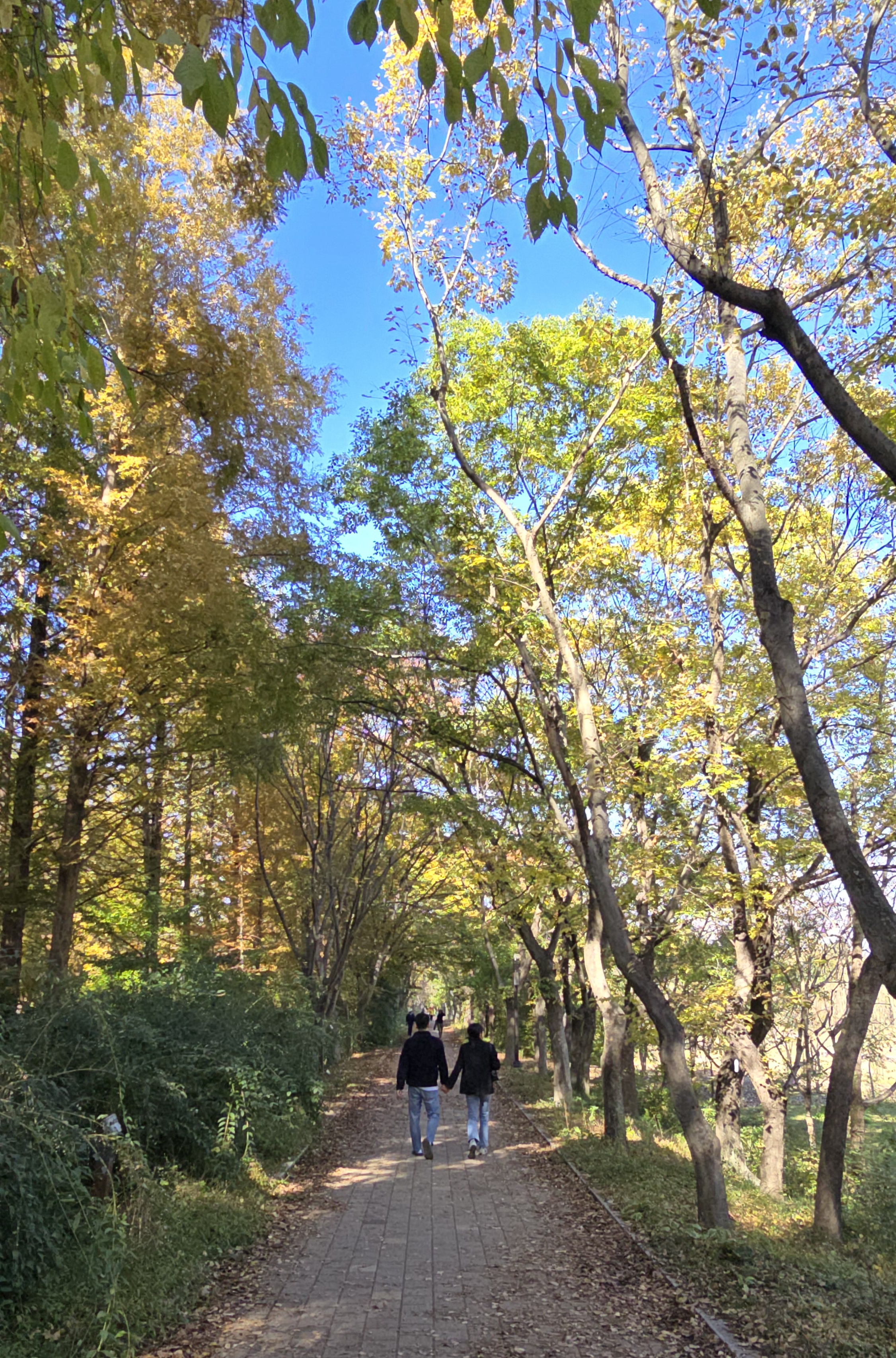 천년숲 이미지