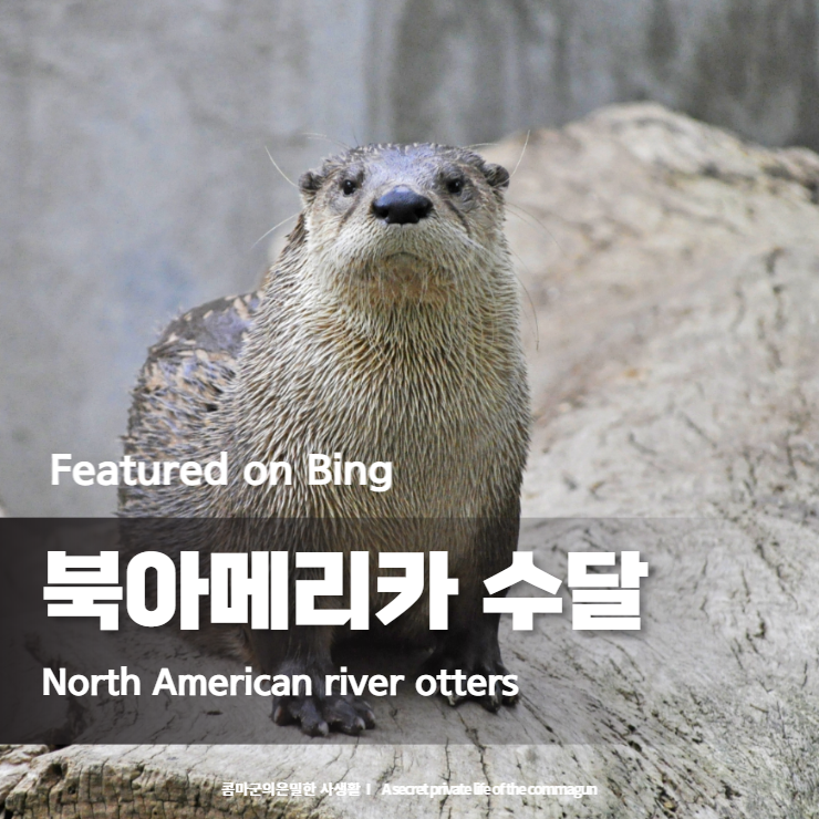  Featured on Bing - 북아메리카 수달 North American river otters