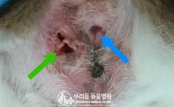 강아지 항문낭 압출법 염증 방지 필수 관리_11