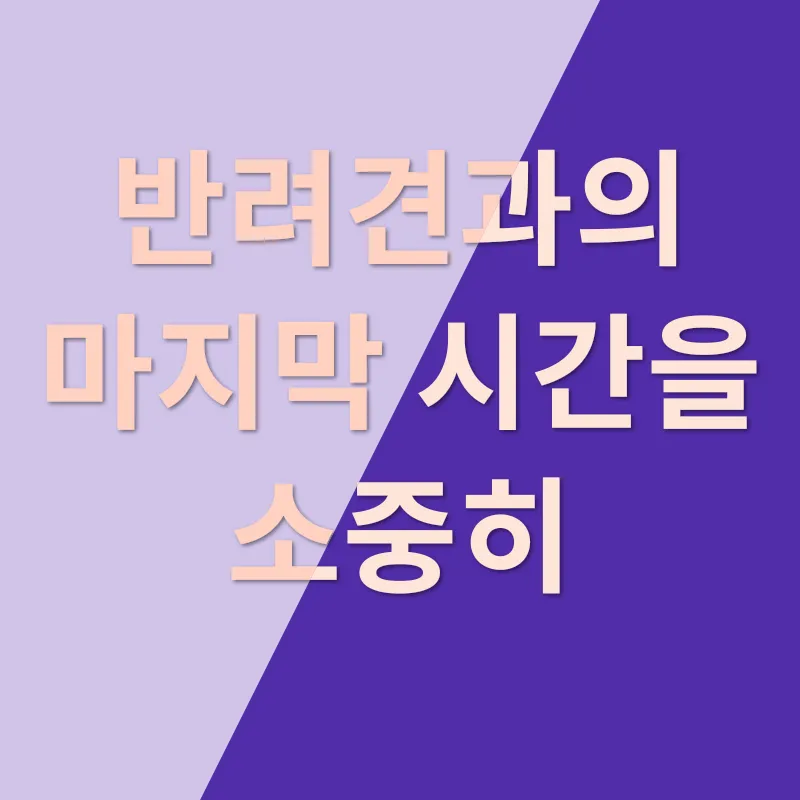 애견장례_1