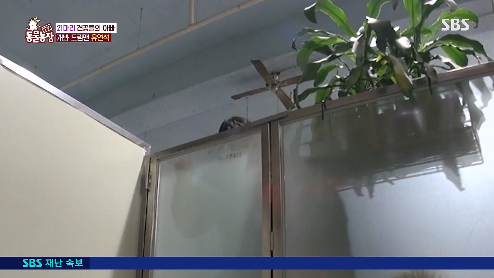 TV 동물농장.E1111.230312p.H264-F1RST.mp4_20230312_175955.990.jpg