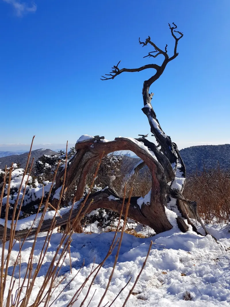 강원도 태백산 주목나무