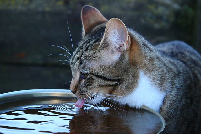 고양이물먹는사진