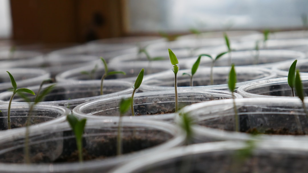 Seedling.