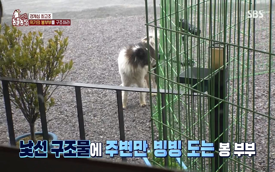 TV 동물농장.E1070.220523p-NEXT.mp4_20220522_182037.809.jpg