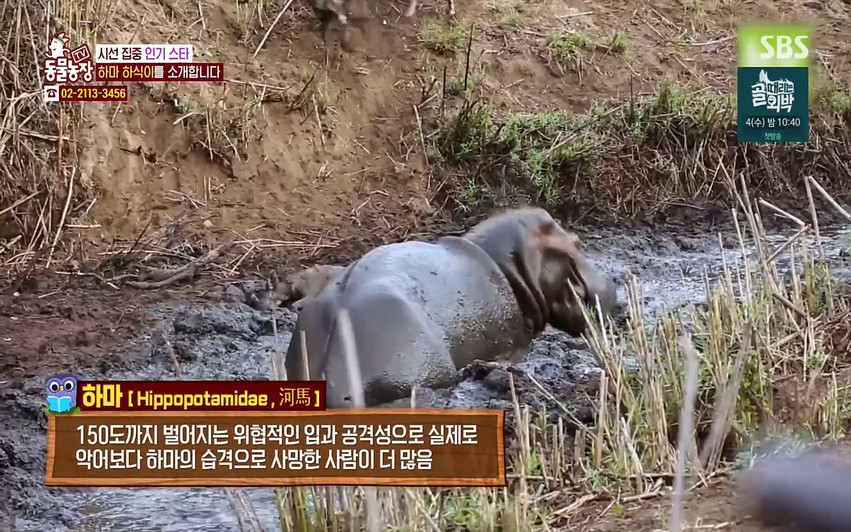 TV 동물농장.E1067.220501p.H264-F1RST.mp4_20220501_181158.208.jpg