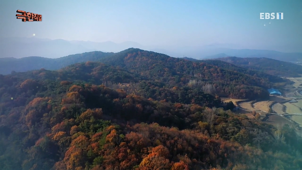 TV - 교육의 중심 EBS유해 동물과의 사투! 등검은말벌, 야생 멧돼지 퇴치.mp4_20221129_195001.133.jpg