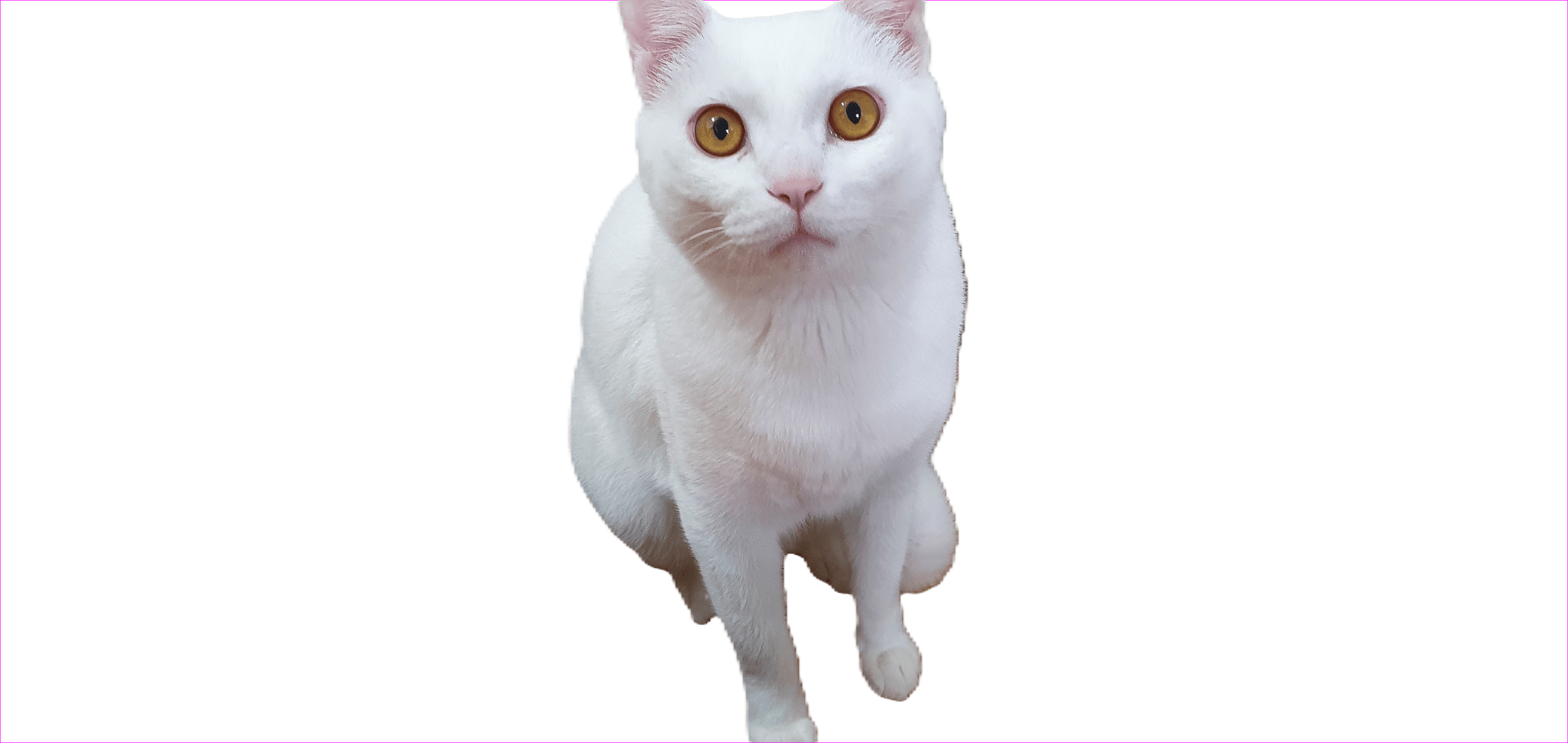 윈도우11_사진앱으로배경을_제거하거나_흐리게처리하기_11