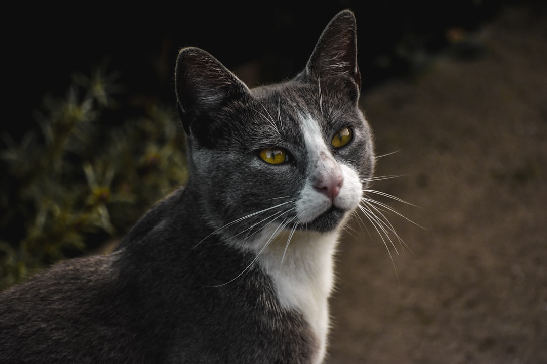 Russian Blue