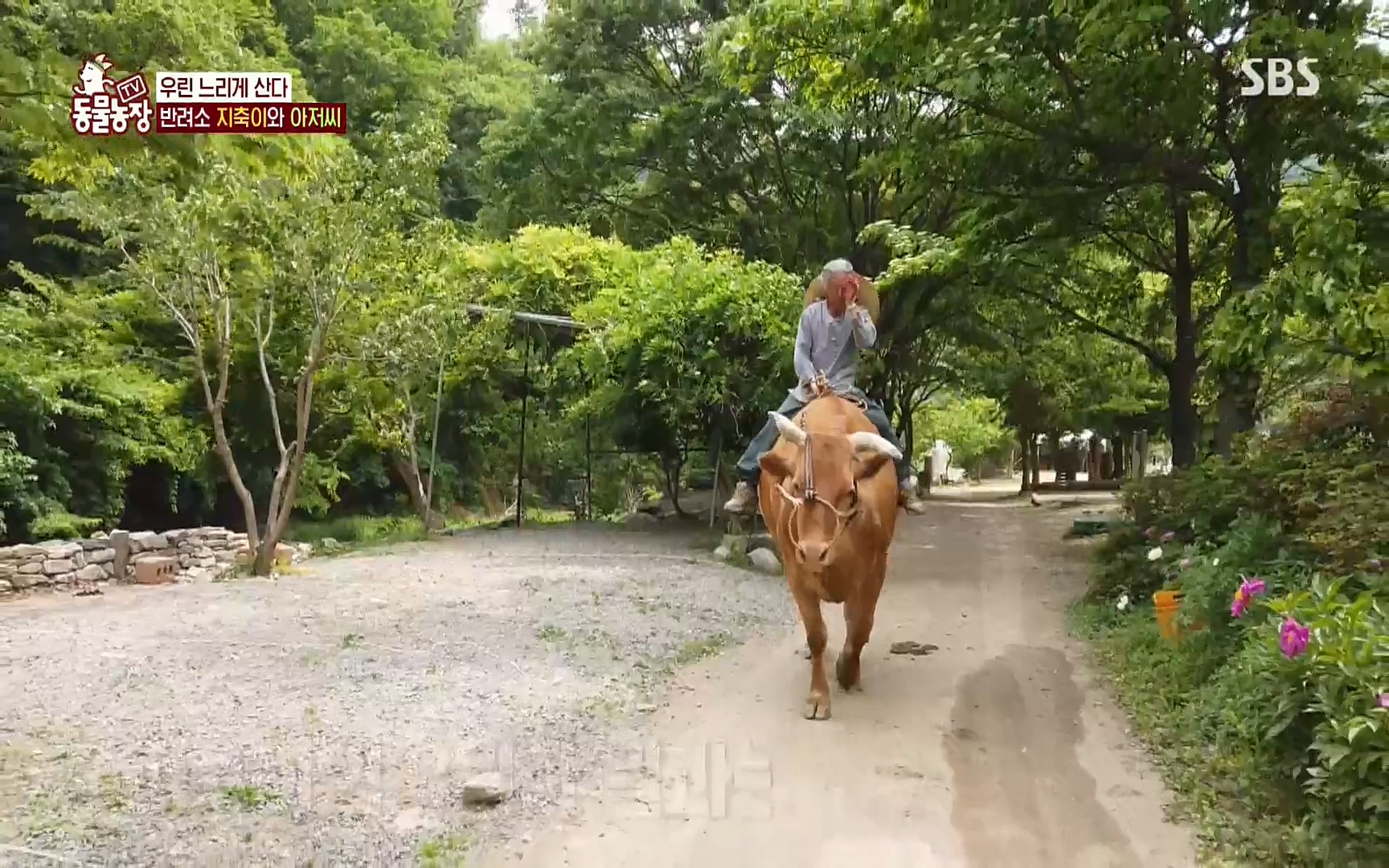 TV 동물농장.E1074.220619p.H264-F1RST.mp4_20220619_181303.001.jpg
