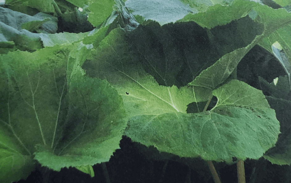 머위-Butterbur-잎을-가까이에서-촬영