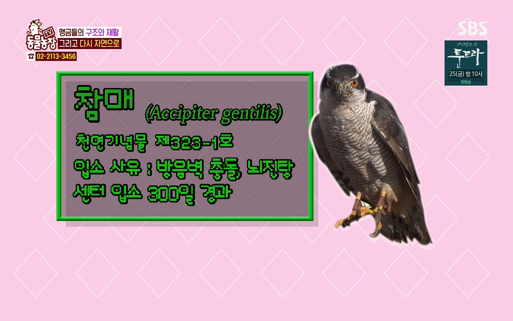 TV 동물농장.E1061.220320p.H264-F1RST.mp4_20220320_182145.620.jpg