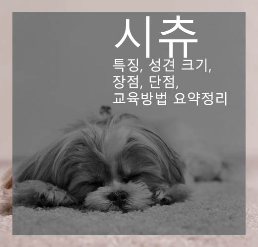 시츄 특징, 성견 크기, 장점, 단점, 교육방법 요약정리