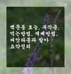  맥문동 효능, 부작용, 먹는방법, 재배방법, 씨앗파종과 발아 요약정리