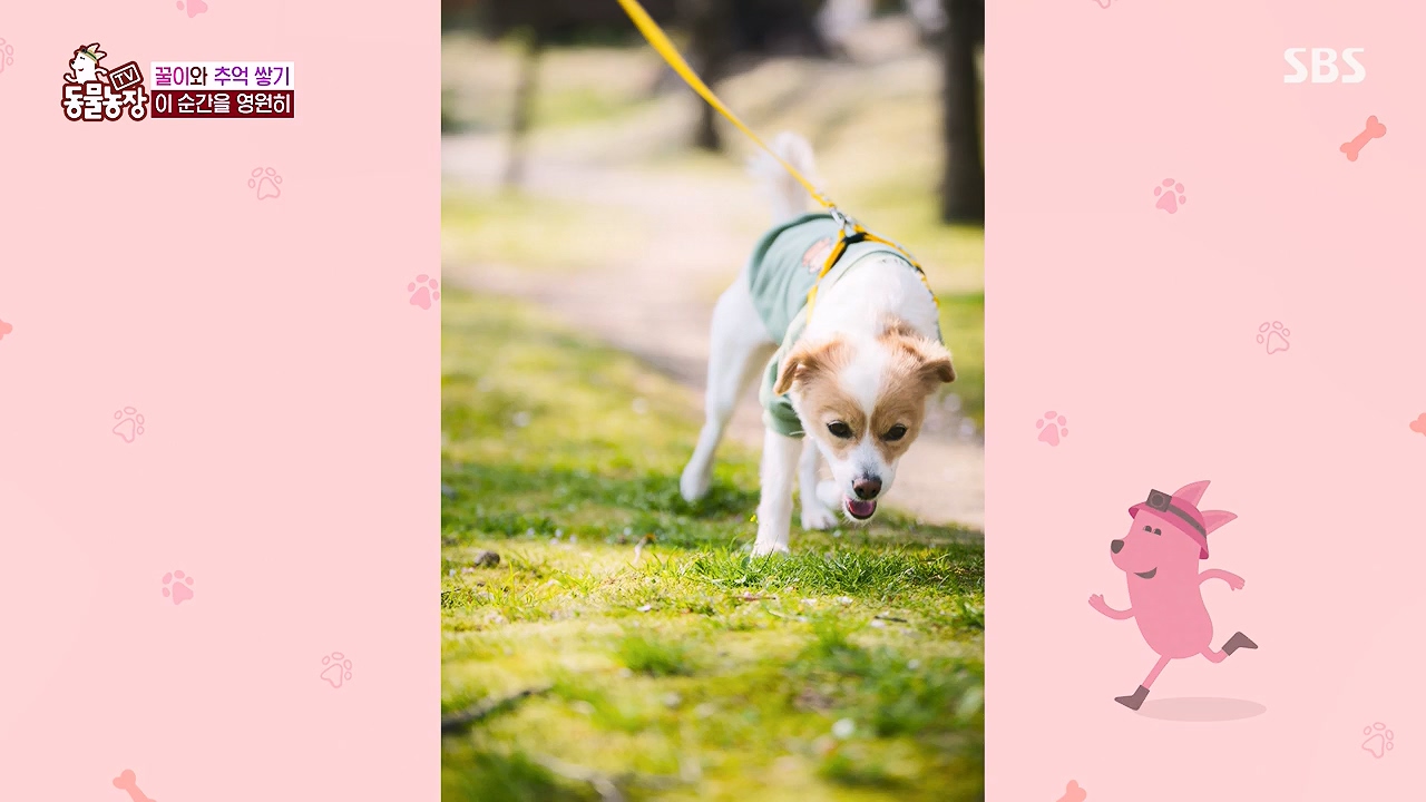 TV 동물농장.E1174.240603p-NEXT.mp4_20240602_155742.976.jpg