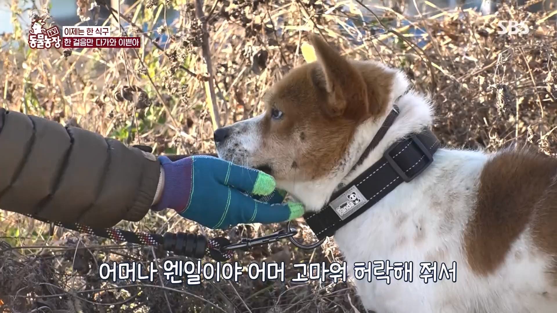 TV 동물농장.E1149.231210p.H264-F1RST.mp4_20231210_171108.062.jpg