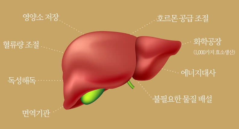 간 기능