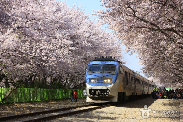 진해 군항제