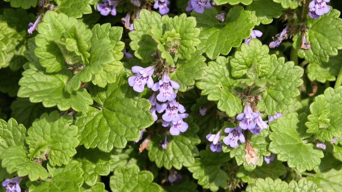 크리핑 찰리 (바람꽃) Creeping Charlie (Ground Ivy)