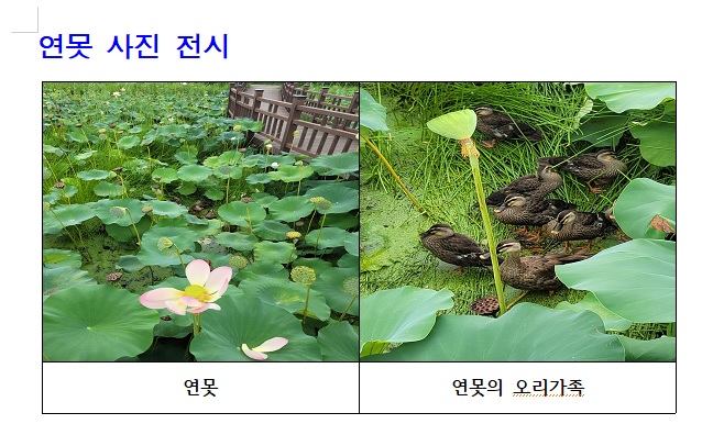 아래한글-표-그림-삽입