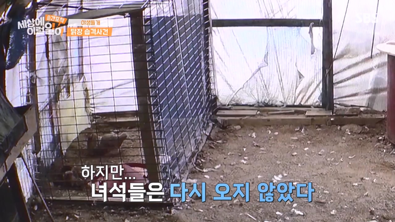 순간포착 세상에 이런일이.E1231.230604p-NEXT.mp4_20230609_202235.168.jpg